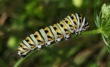 Black Swallowtail Caterpillar, Greenbury Point, Annapolis, Maryland Photo by Matthew Beziat